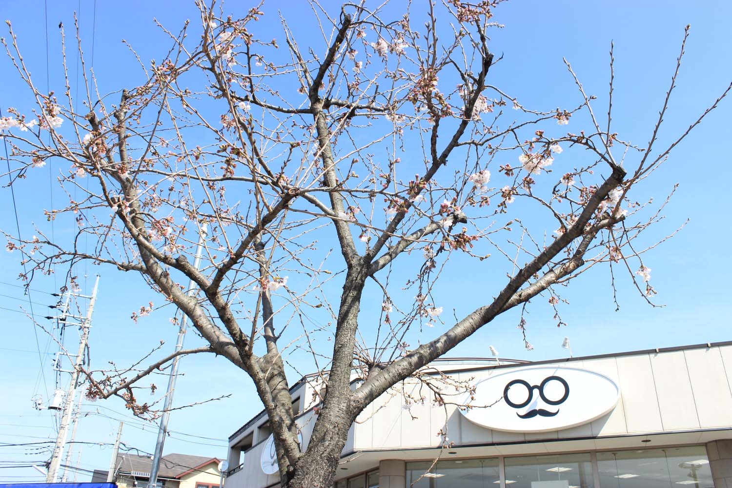 クマ店長の桜観測３月３１日　今日で３月も最後。だいぶ桜も咲いてきました。page-visual クマ店長の桜観測３月３１日　今日で３月も最後。だいぶ桜も咲いてきました。ビジュアル