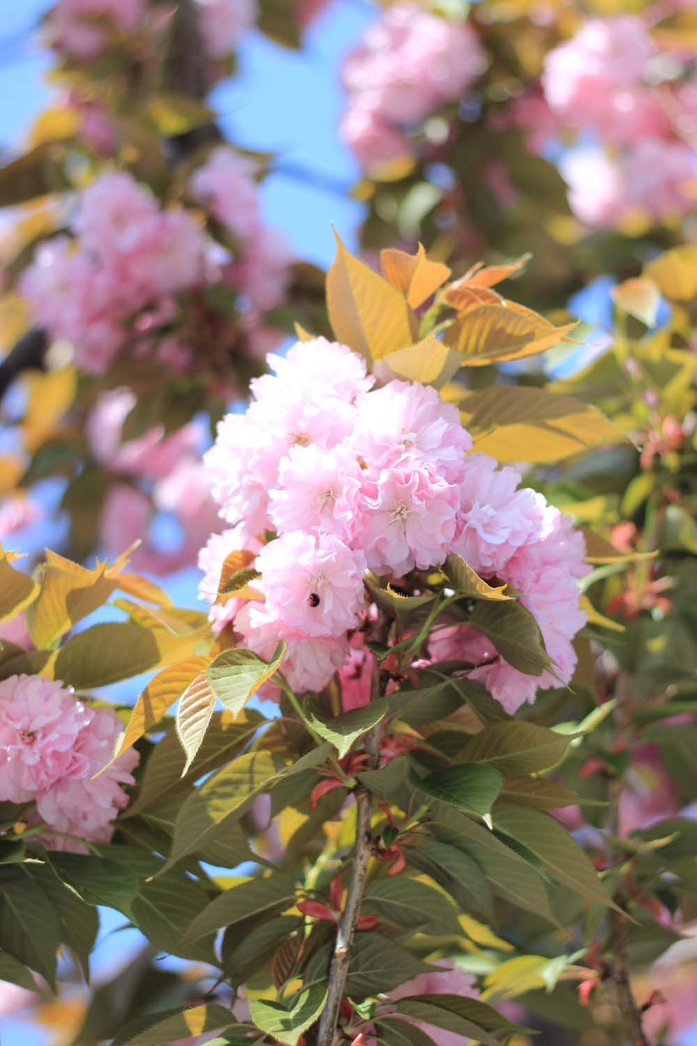 八重桜咲いてますpage-visual 八重桜咲いてますビジュアル
