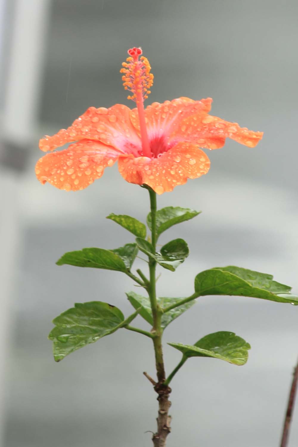 雨に濡れる花page-visual 雨に濡れる花ビジュアル