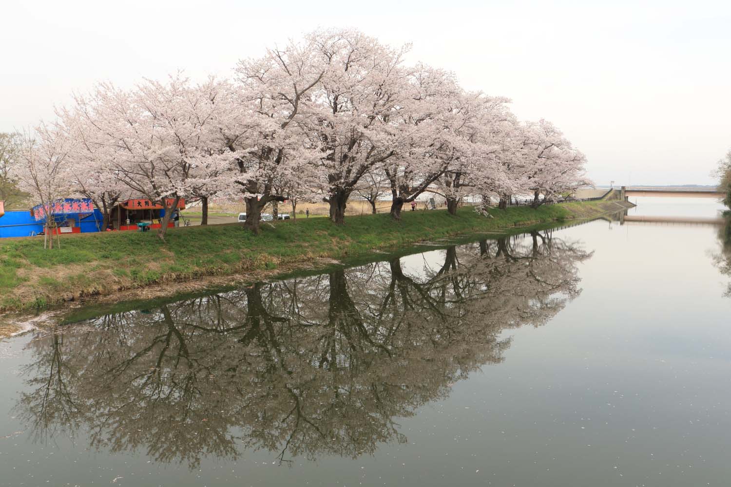 福岡堰の桜page-visual 福岡堰の桜ビジュアル