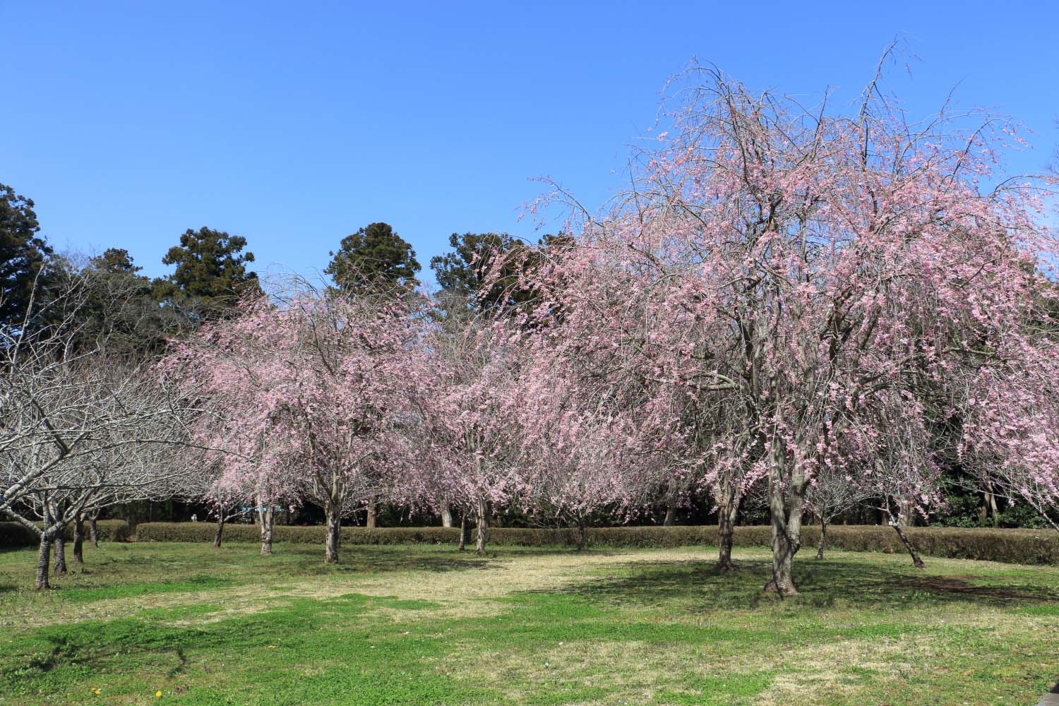 涸沼自然公園の桜page-visual 涸沼自然公園の桜ビジュアル