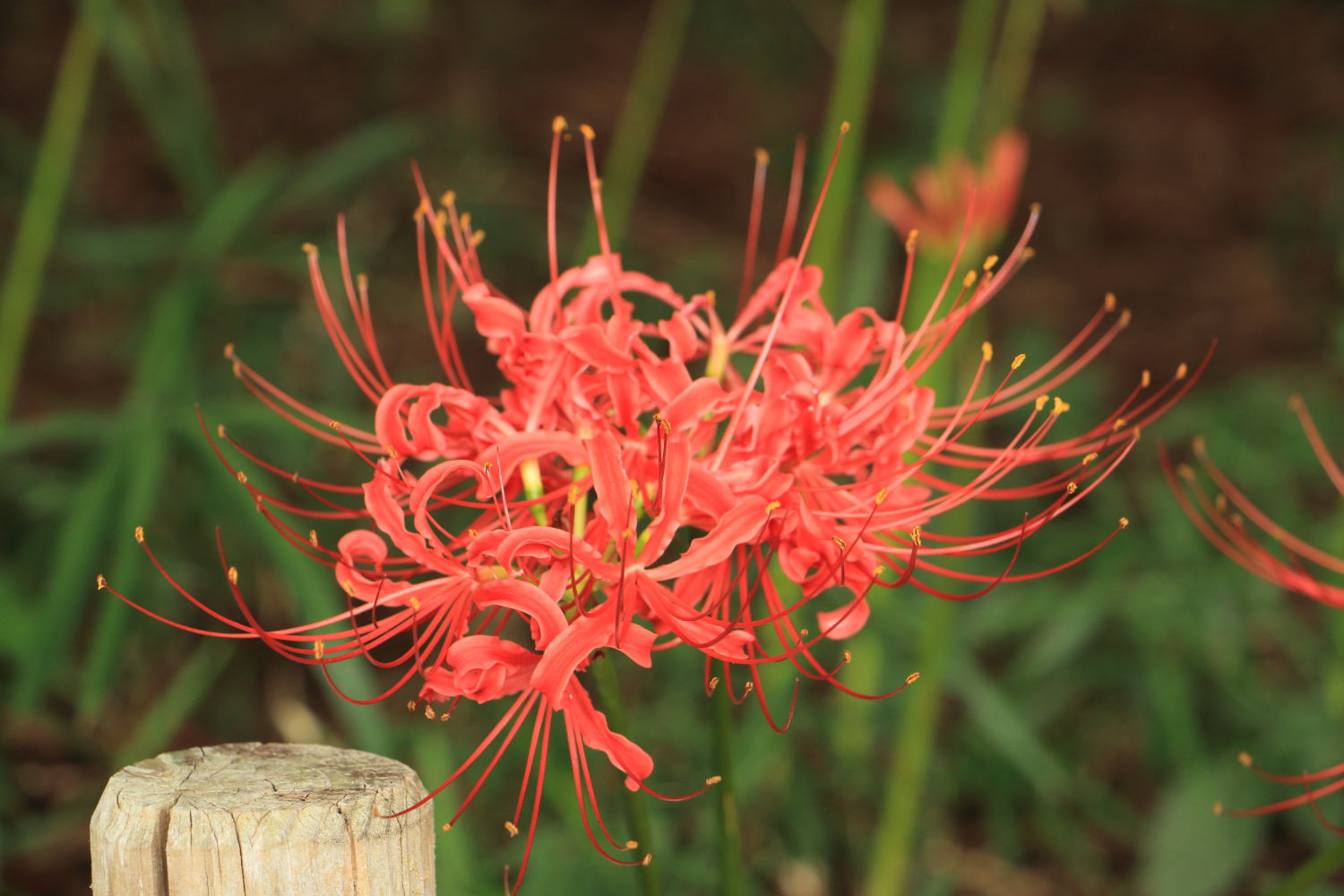 弘経寺の曼殊沙華page-visual 弘経寺の曼殊沙華ビジュアル