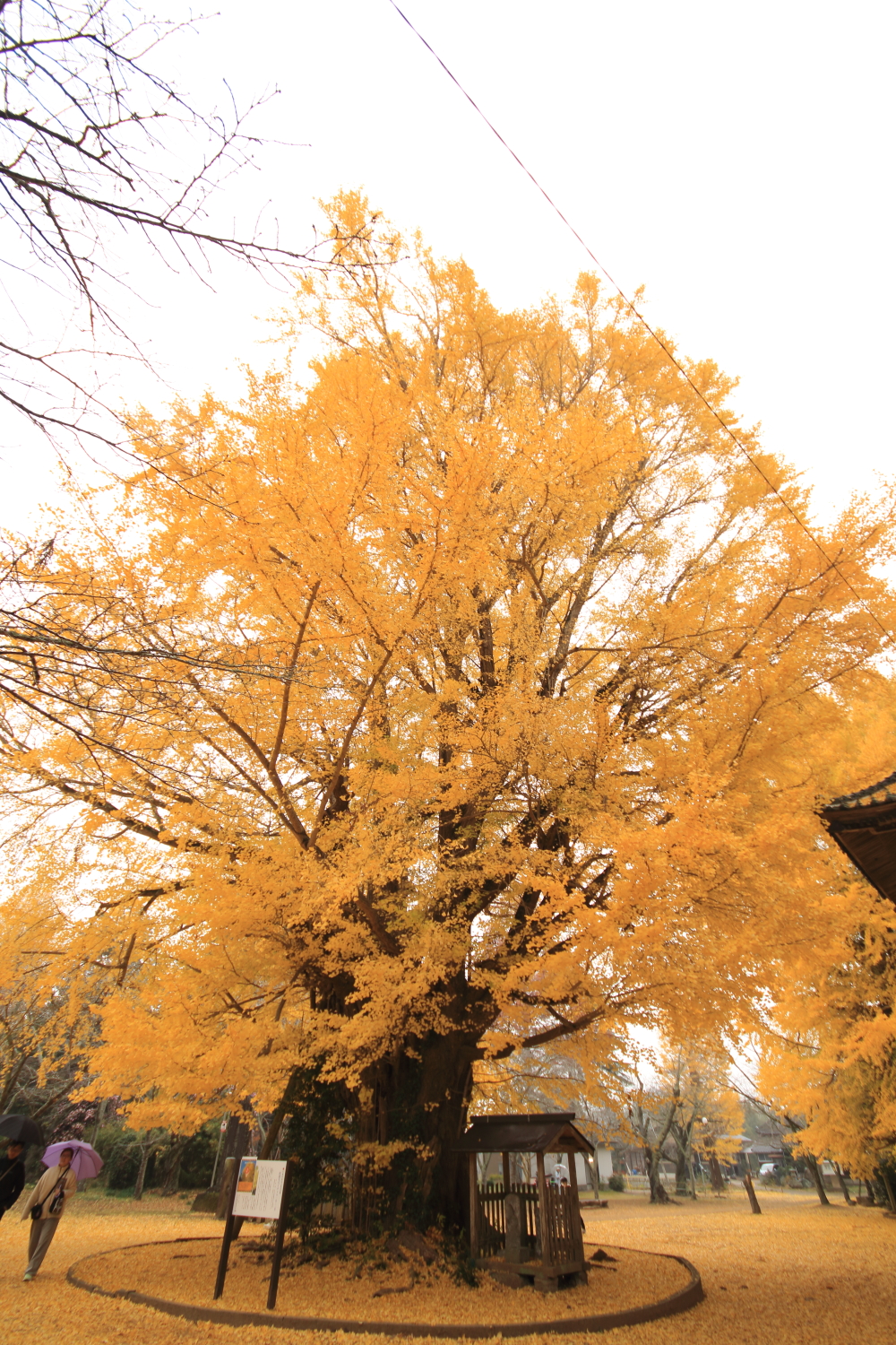 西連寺・長勝寺・鹿島神宮page-visual 西連寺・長勝寺・鹿島神宮ビジュアル