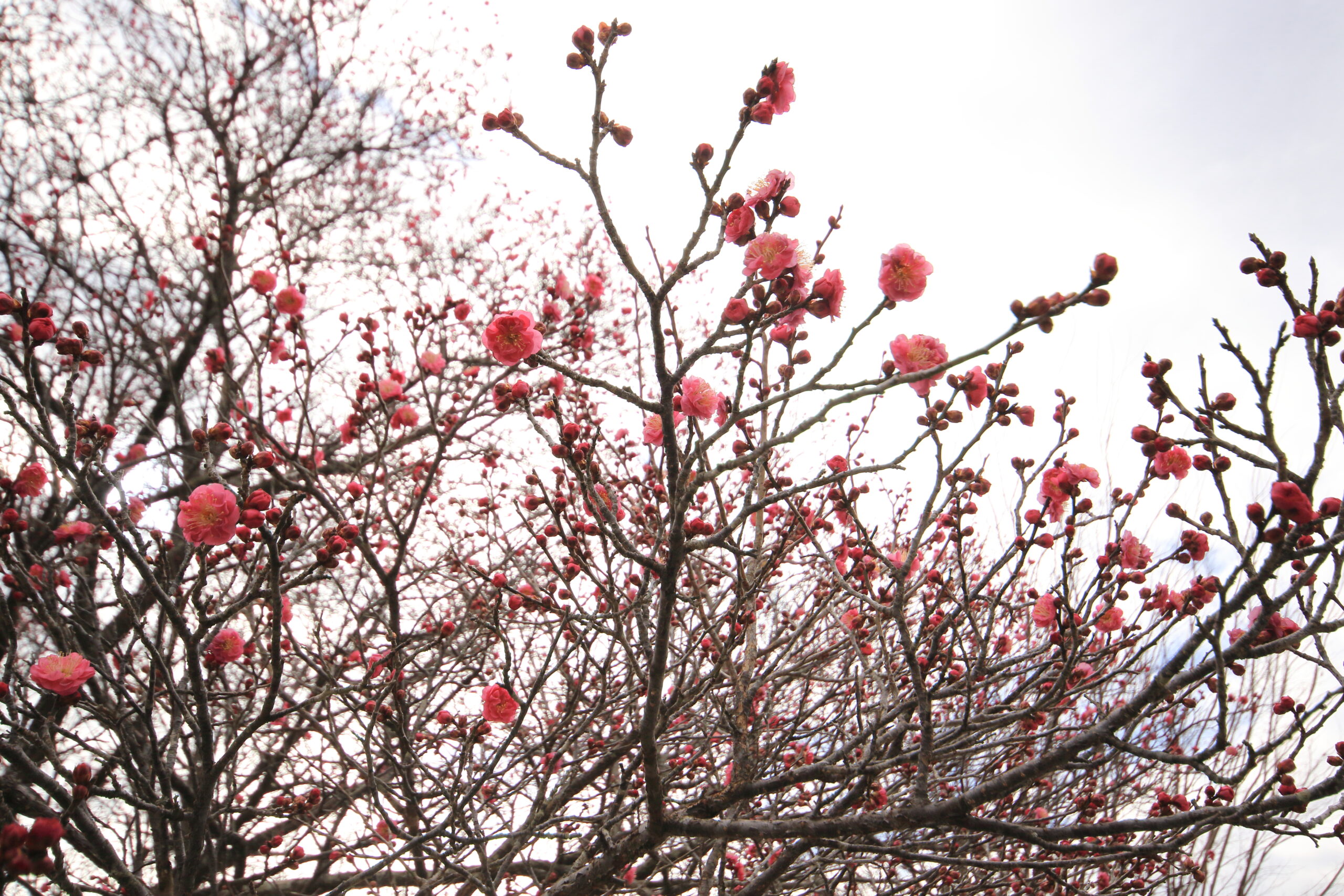 常陸風土記の丘公園page-visual 常陸風土記の丘公園ビジュアル