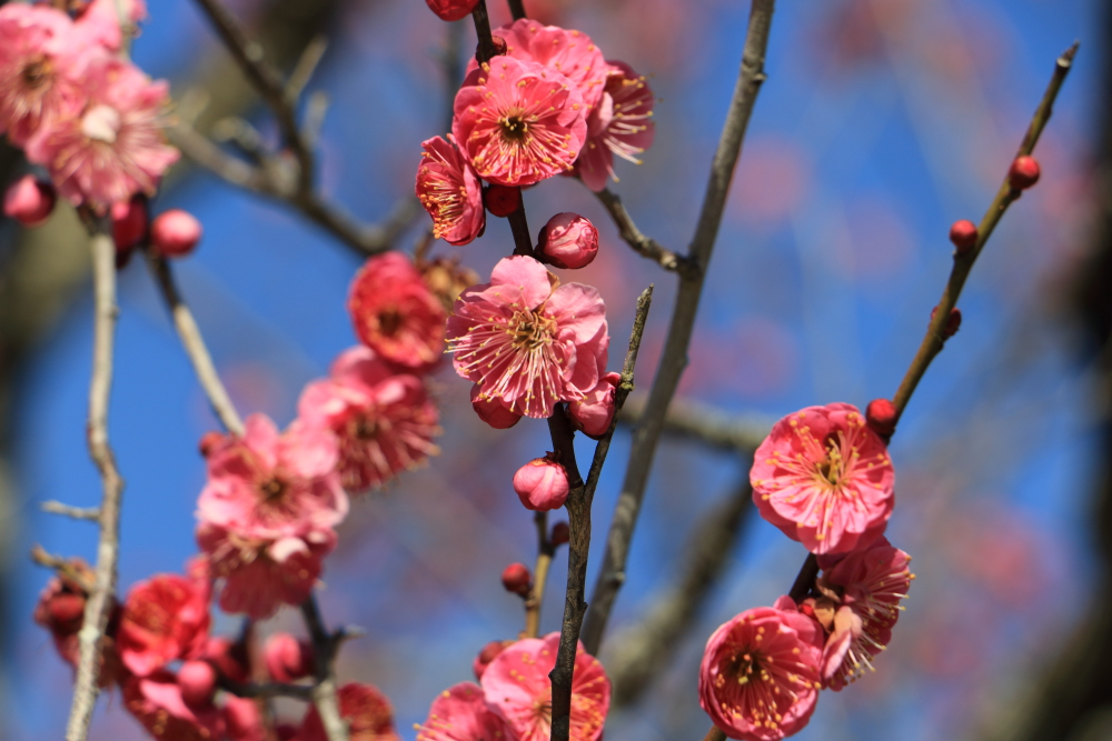 偕楽園page-visual 偕楽園ビジュアル