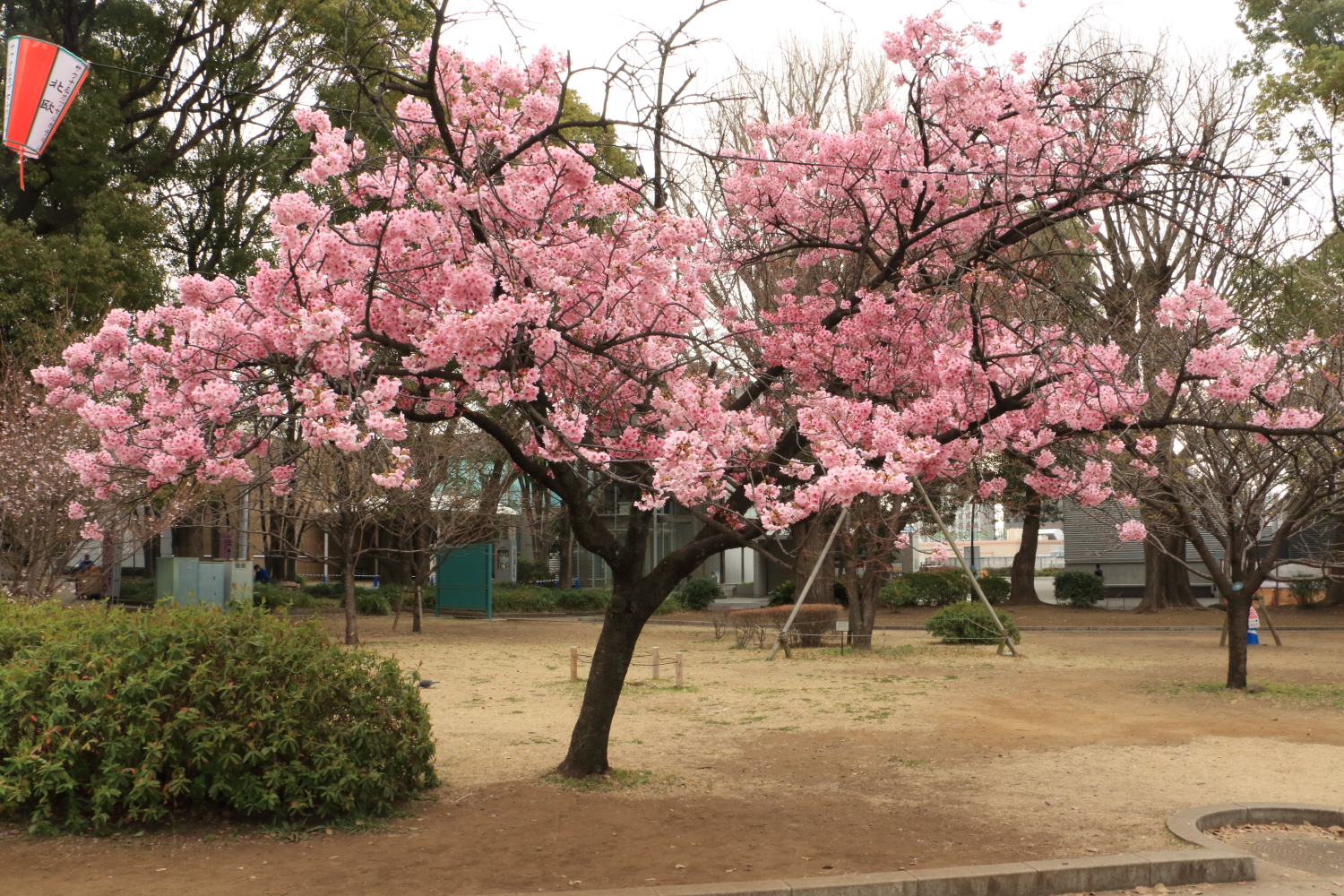 上野恩賜公園page-visual 上野恩賜公園ビジュアル